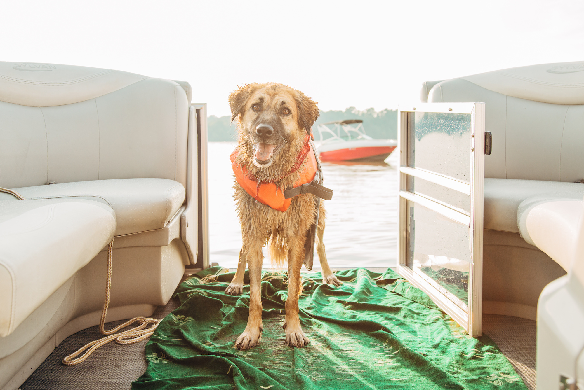 boat dog basics