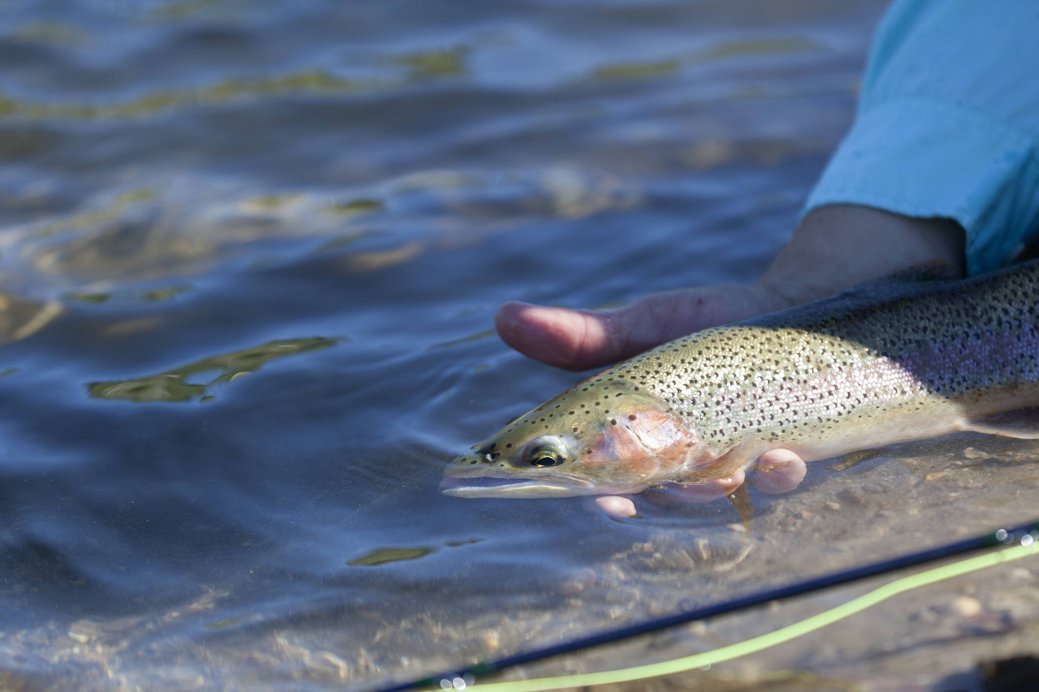 The Ultimate Guide to Catch and Release Fishing