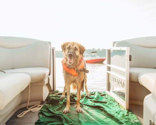 boat dog accessories