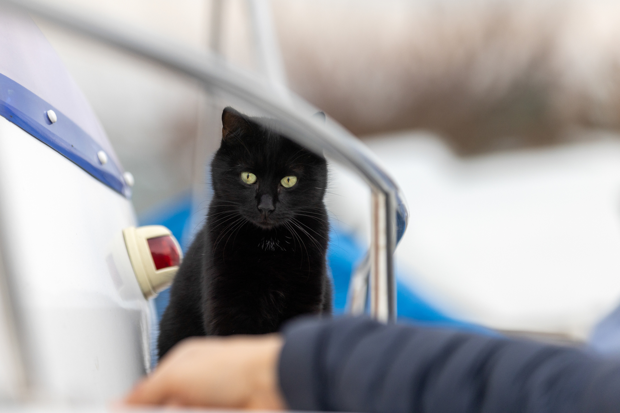 Cat on Boat