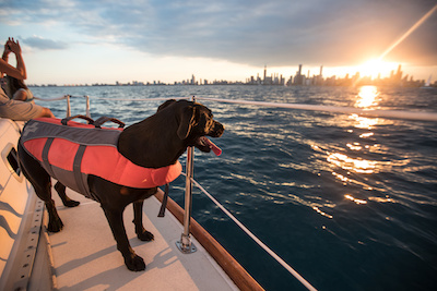 Tips for Taking Your Dog Boating