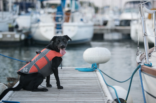 life jackets for dogs