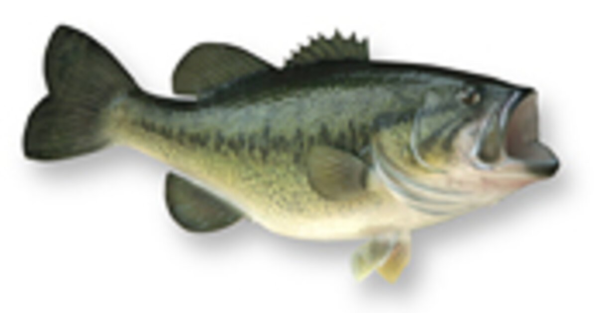 Bass Fishing: Largemouth Bass